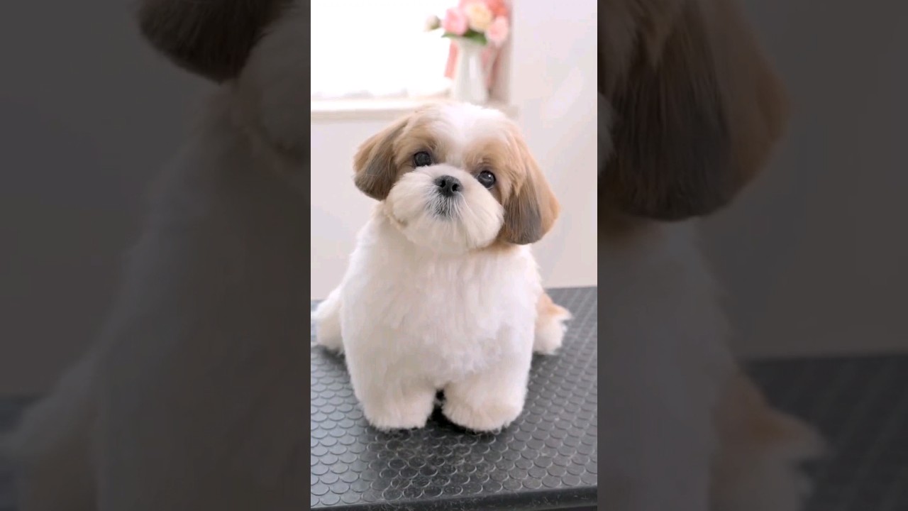 Rostinho do shih-tzu 🥰