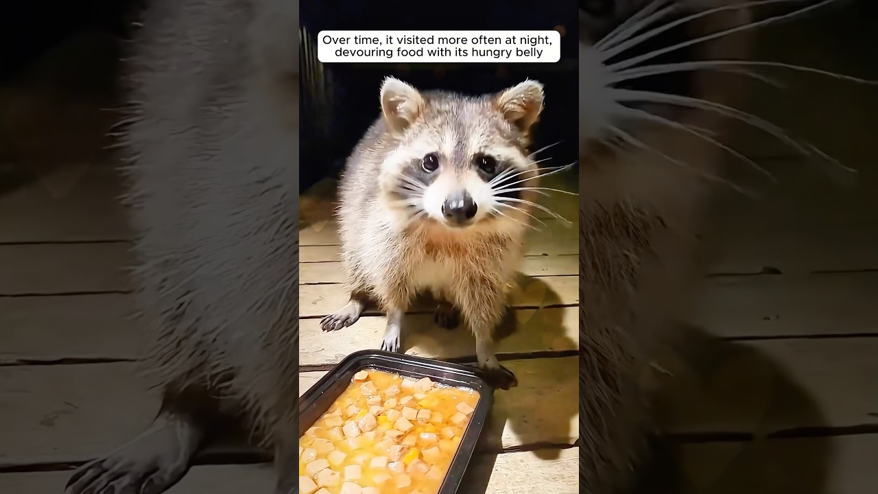 A trapped raccoon entered a house seeking help and then ...
