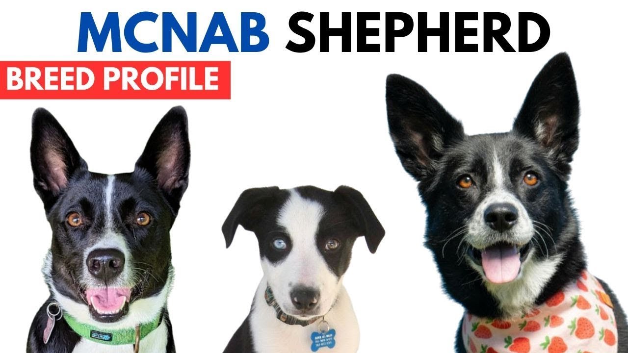 McNab Shepherd Breed Profile History - Price - Traits - McNab Shepherd Grooming Needs - Lifespan