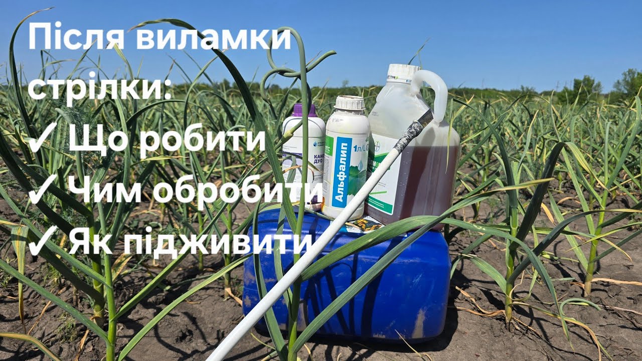 Що робити після виламки стрілки часнику? Захист, підживка, урожай!