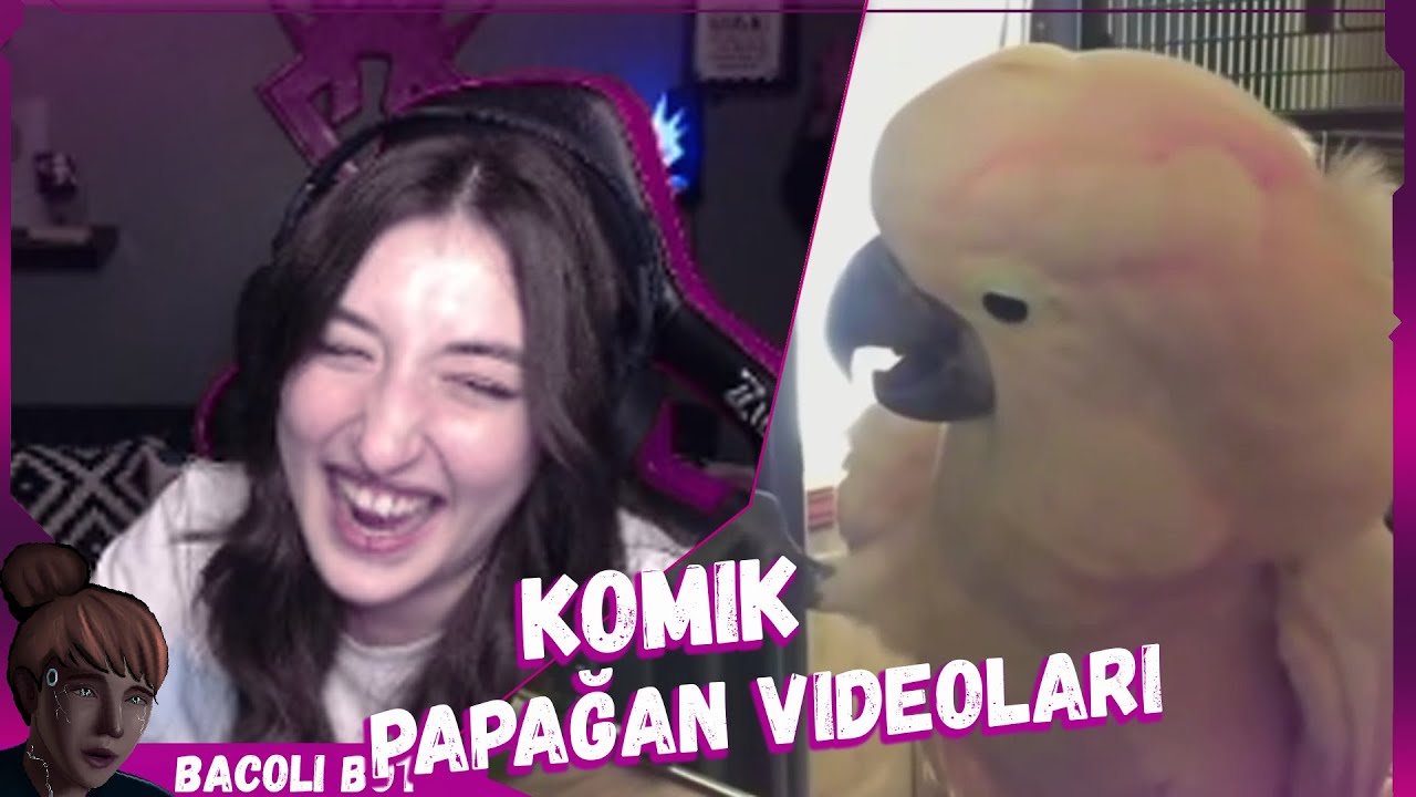 Pqueen - Komik Papağan Videoları İzliyor