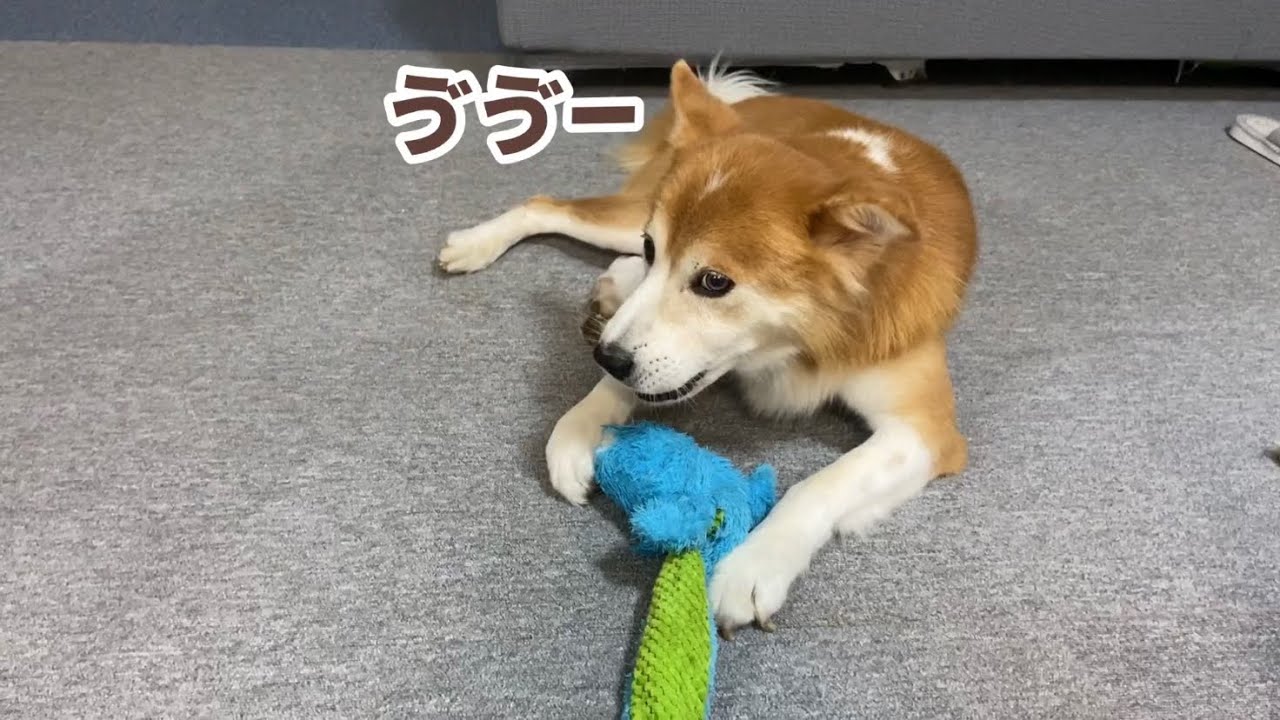 おもちゃを巡って突然キレ始めた福丸にびっくりしてわたわたする子犬たち