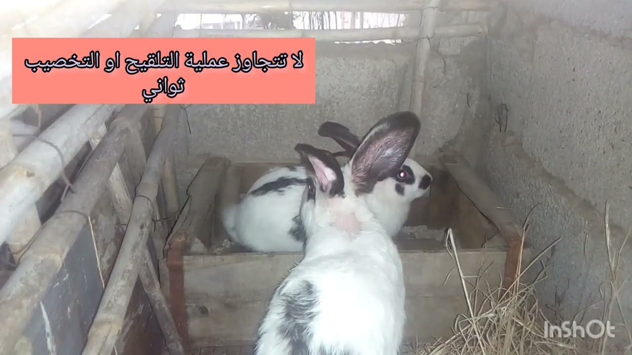 لهذه الاسباب يجب تخصيب الارانب في يوم 25و فطام الصغار عن 40يوما