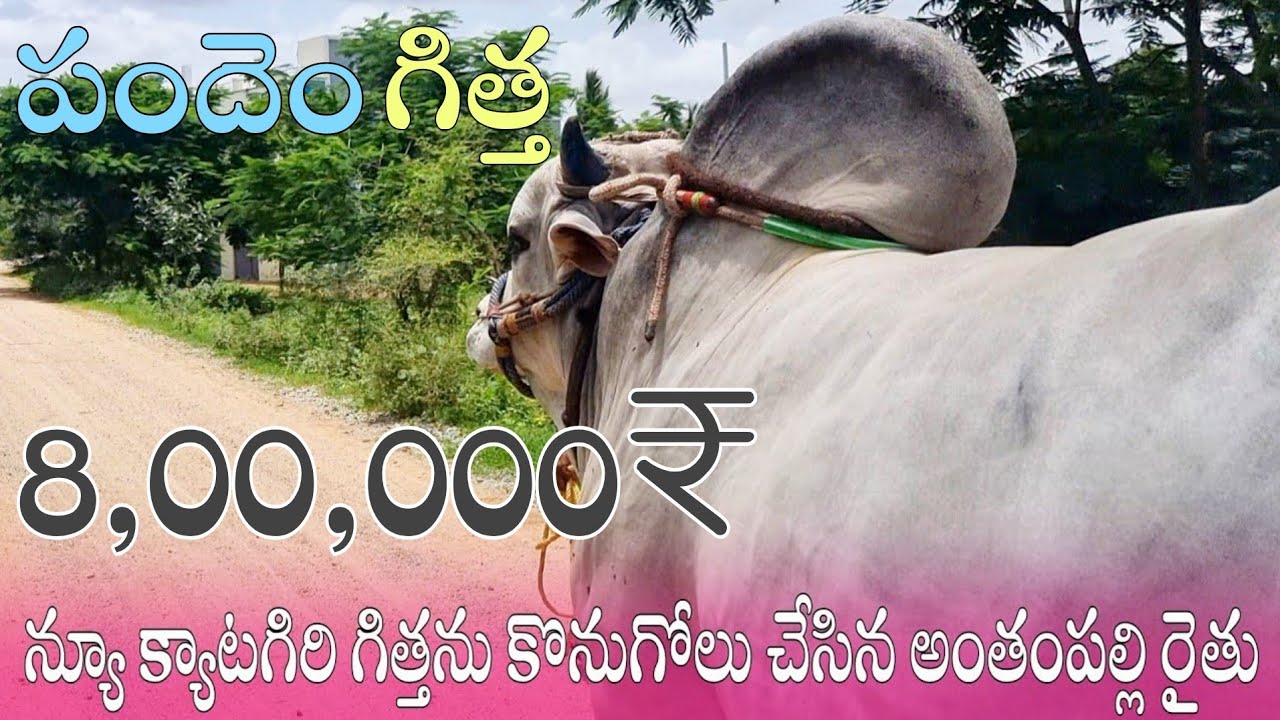 న్యూ క్యాటగిరి గిత్తను కొనుగోలు చేసిన అంతంపల్లి రైతు-new category ongole bulls-ongole bulls-ox video