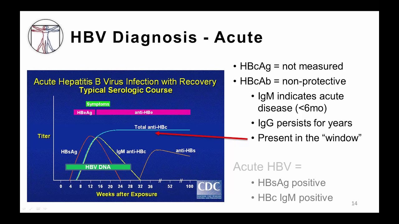 Viral Hepatitis B and D