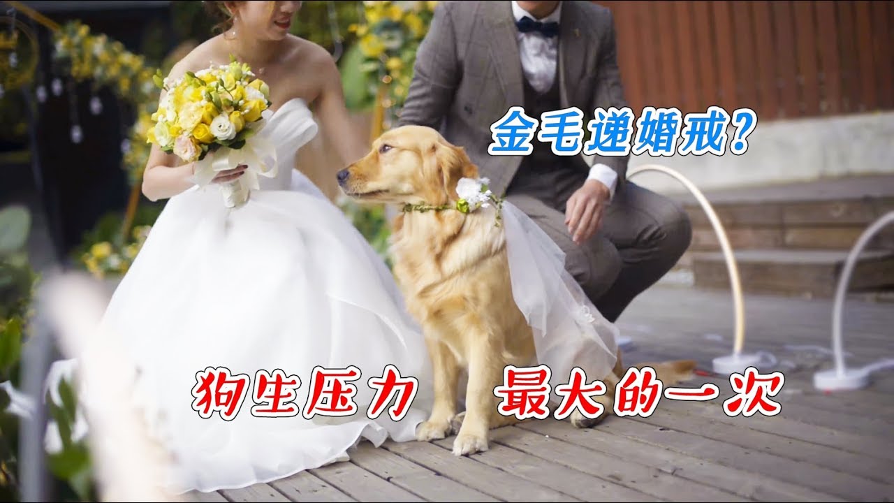 【国庆出去浪】主人结婚，金毛负责送戒指，场面好感人！