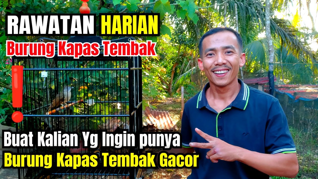 Rawatan Harian Burung Kapas Tembak Supaya Cepat Gacor Dan Bukor