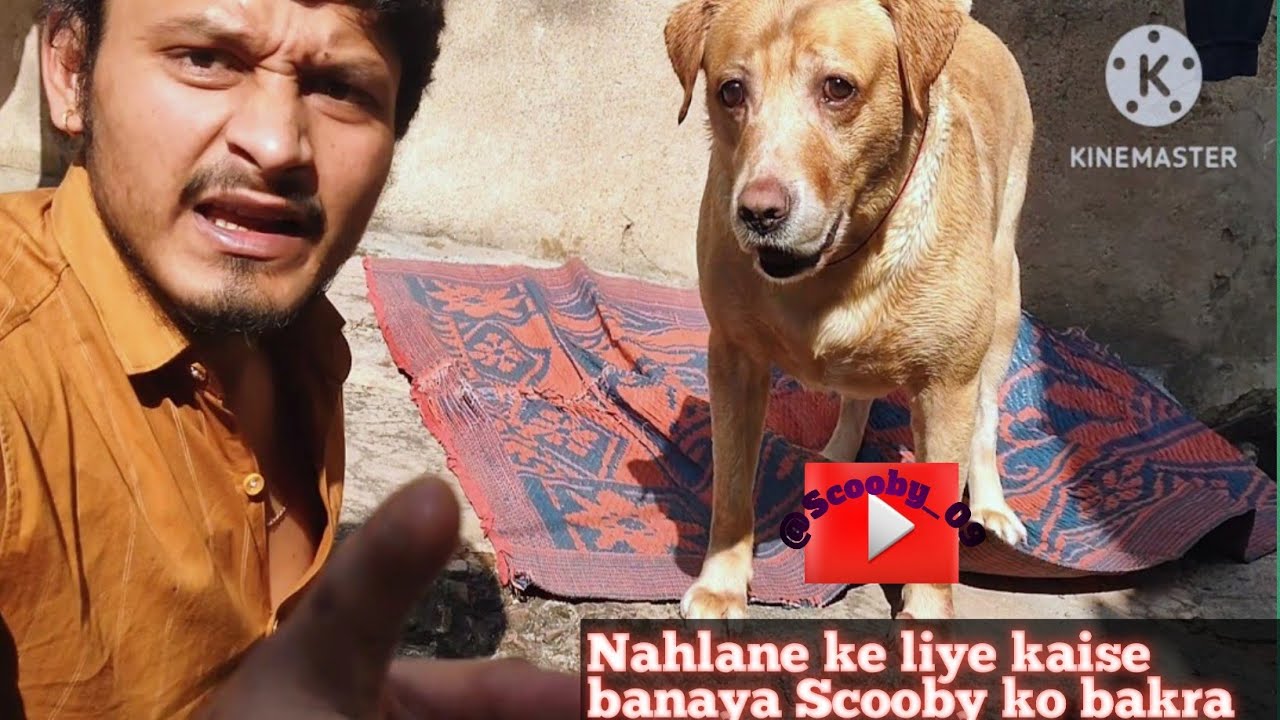 Nahlane ke liye Scooby ko banaya Bakra aaiae dekhte hain sath mein #viral #funny #shorts #explore 