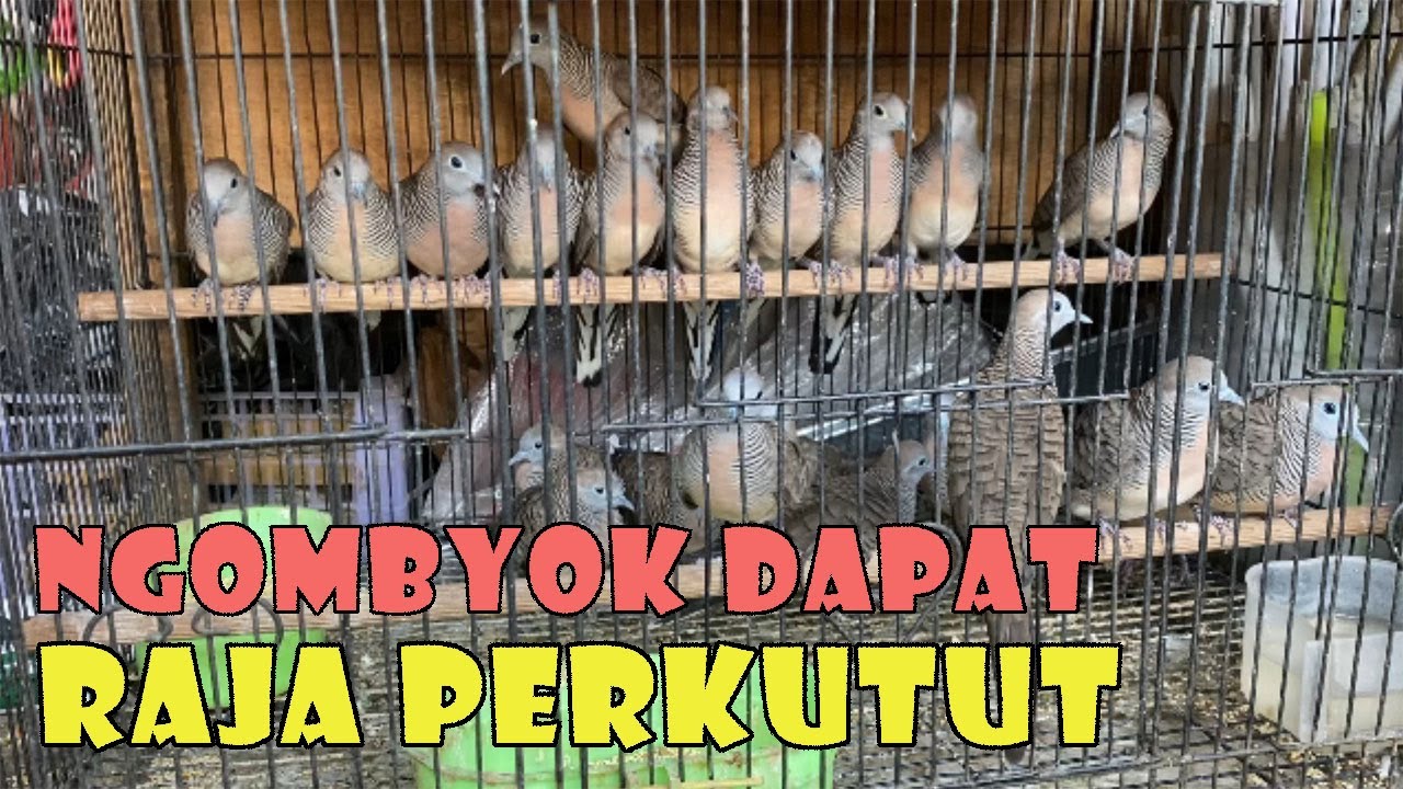 NGOMBYOK DAPAT PERKUTUT LANGKA SISIK 33 RAJA PERKUTUT