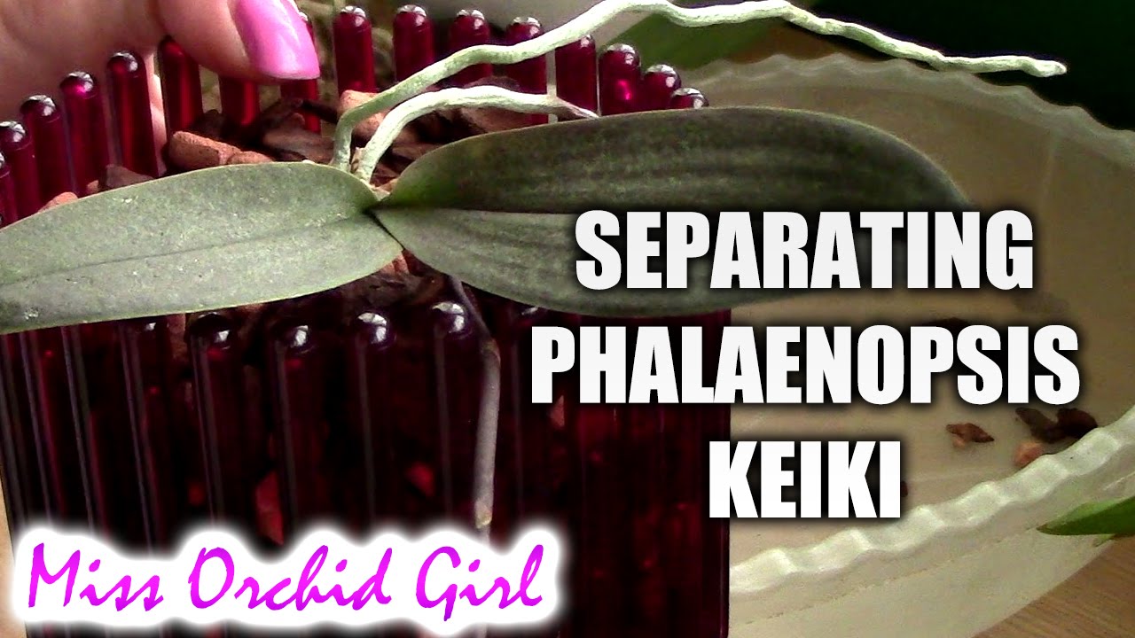 Orchid propagation - Separating Phalaenopsis basal keiki from mother Orchid