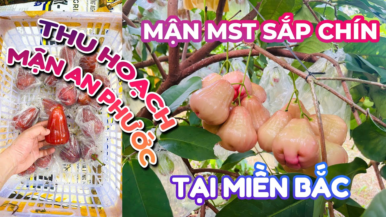 MẬN MST SẮP CHÍNH - MẬN AN PHƯỚC ĐANG THU HOẠCH TẠI MIỀN BẮC