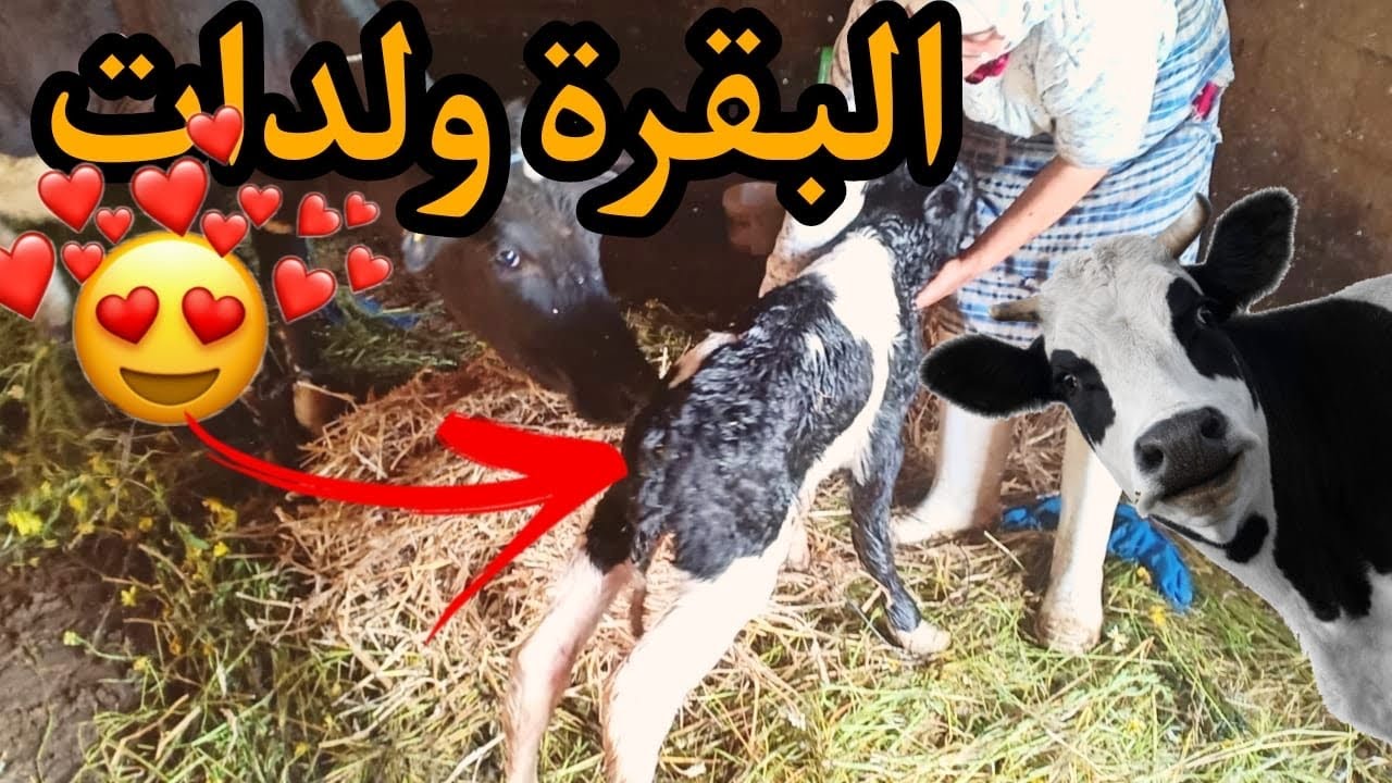 اخيرا البقرة ديال سميرة ولدات من بعد ماتسناتها 9شهور بتمارة ديالها تابعو كفاش ولداتها وشنو ولدات