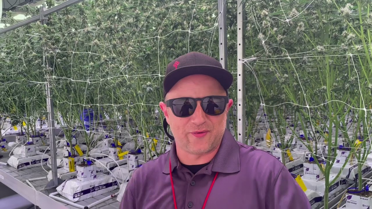 Candy Games Feminized Photo Period Cannabis Seeds by Happy Valley Genetics