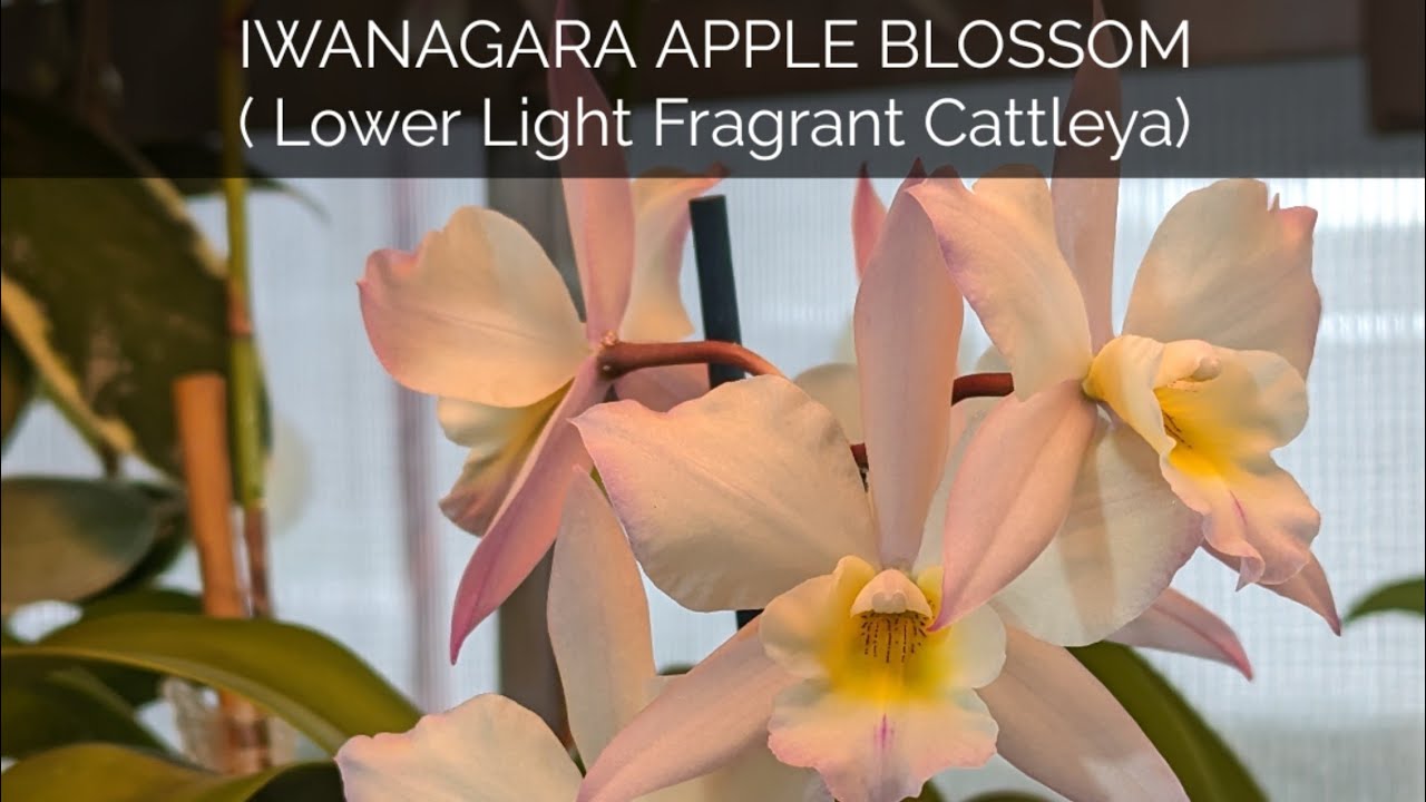 IWANAGARA. APPLE BLOSSOM CATTLEYA/ Easy growing, lower light cattleya