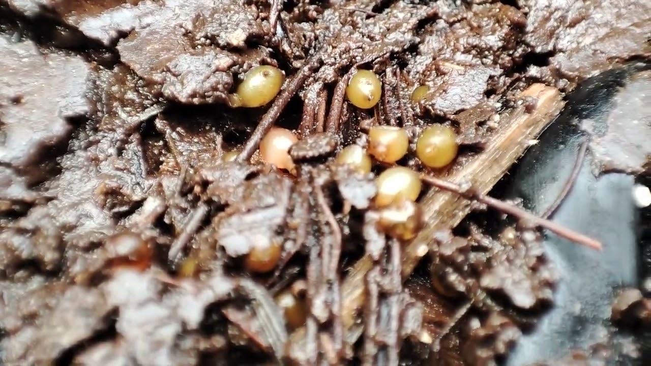 Ootecas de lombriz roja californiana en una vermicompostera. Lanzarote. Ene26