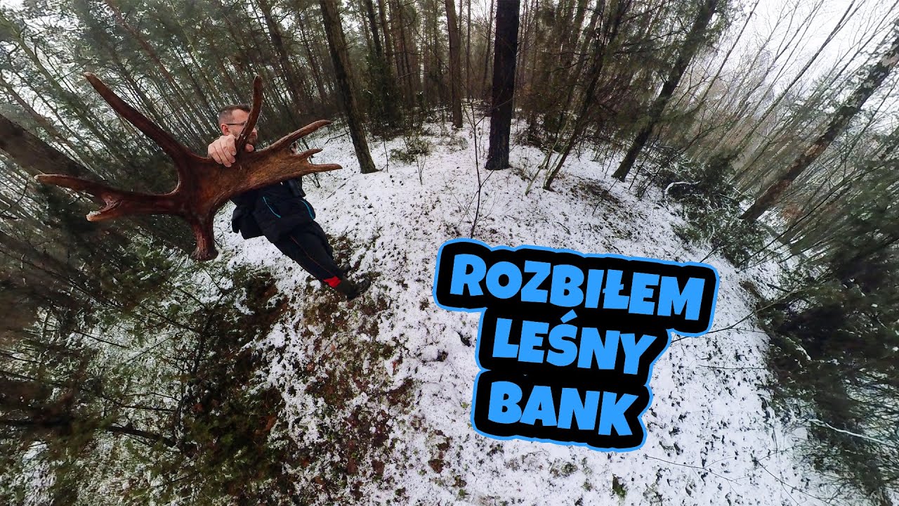 Na taki dzień czekałem 3 lata - dwie potężne rosochy (zrzuty 2024)