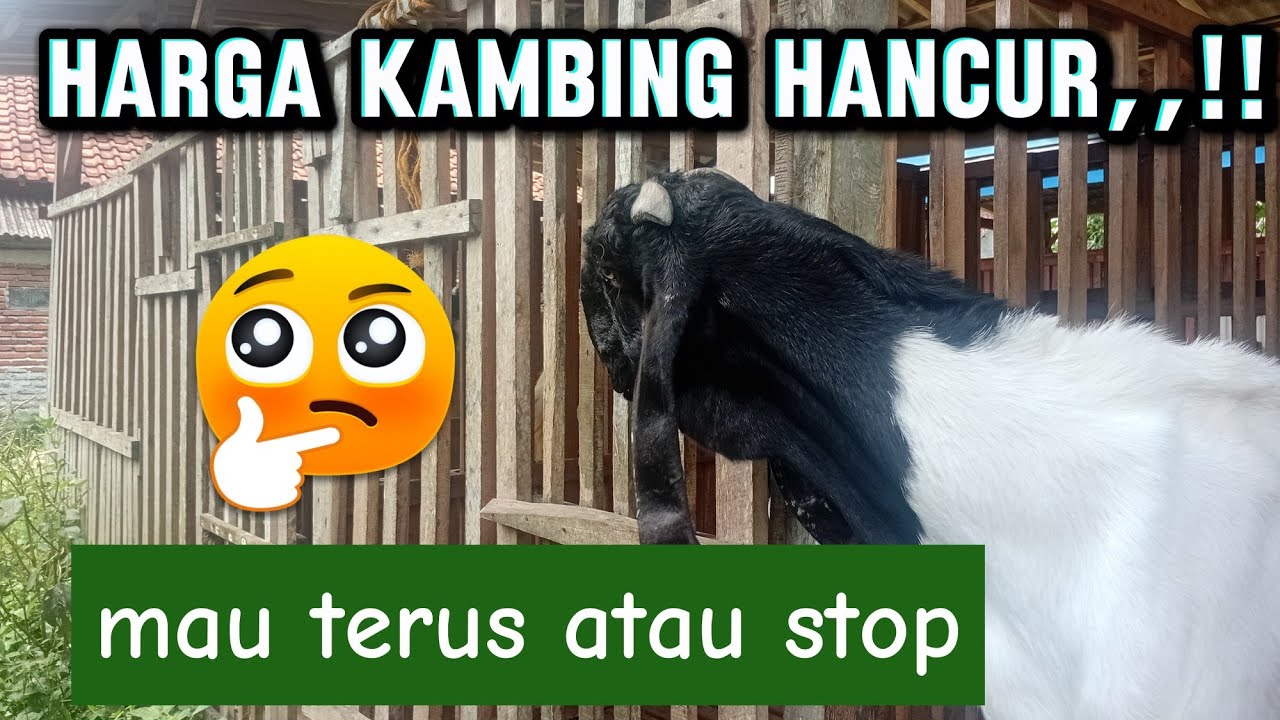 Harga kambing hancur#goatfarming#farm#etawa#jawarandu