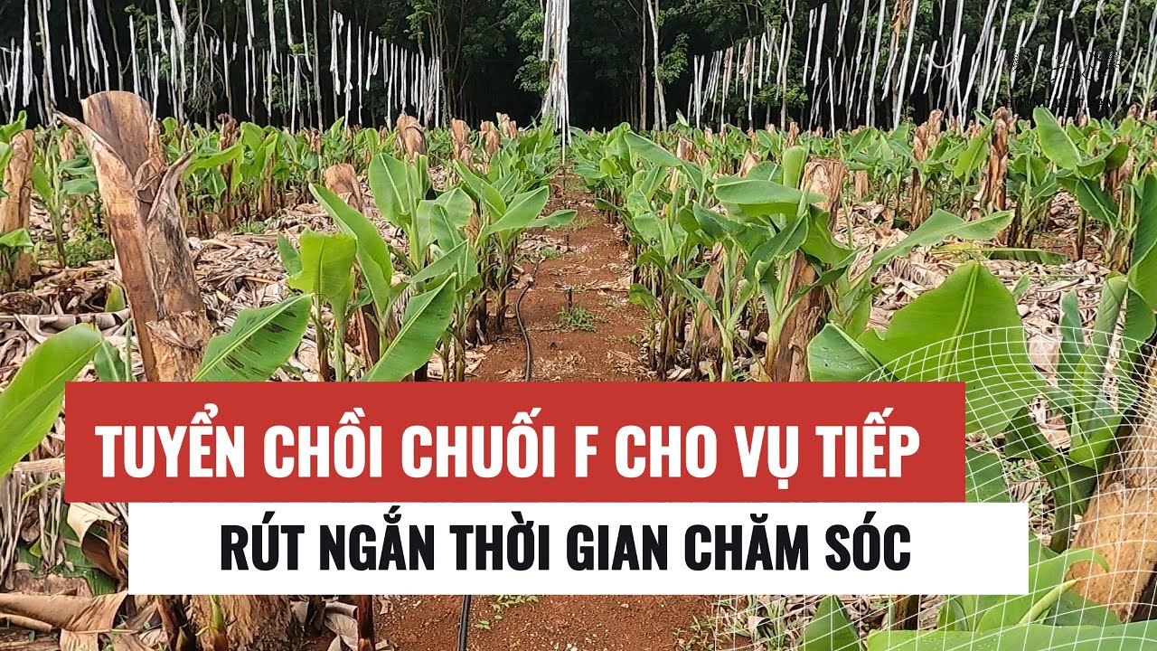 Chia sẻ cách chọn chồi F từ cây chuối mô - đây là cách tiết kiệm chi phí chăm sóc chuối mô