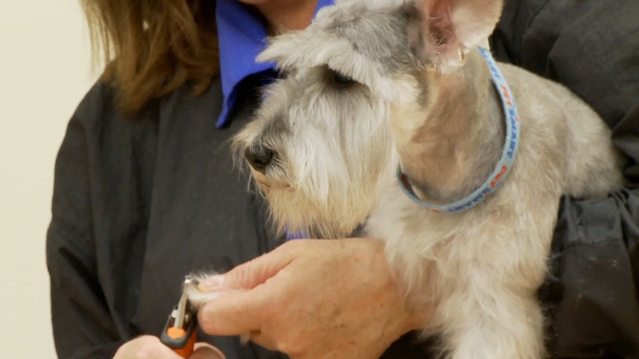 The Best Ways to Save on Pets