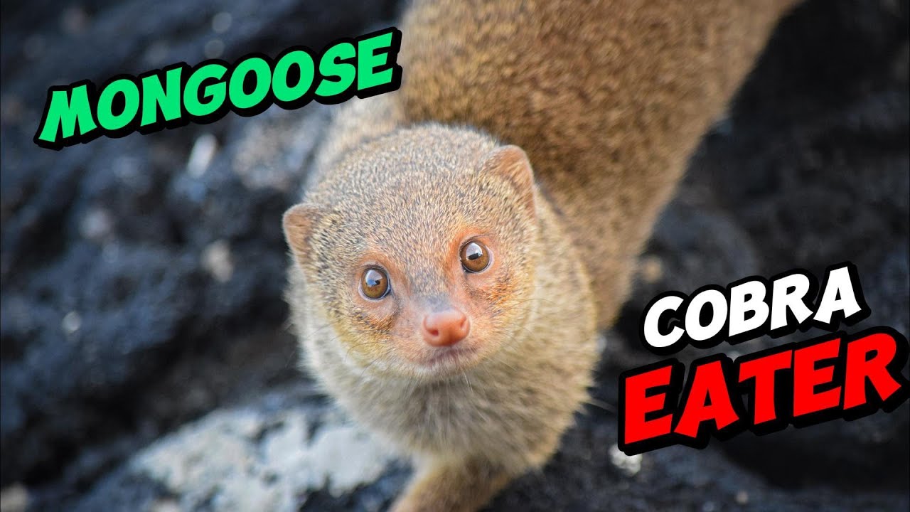 Mongoose Secrets: How to Face a Cobra Without Fear