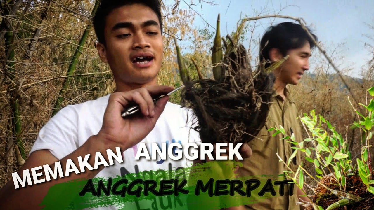 SURVIVAL TIPS CARA MENGOLAH BUNGA ANGGREK JADI OBAT SEGALA PENYAKIT REMATIK,BATUK KERING DAN KANKER