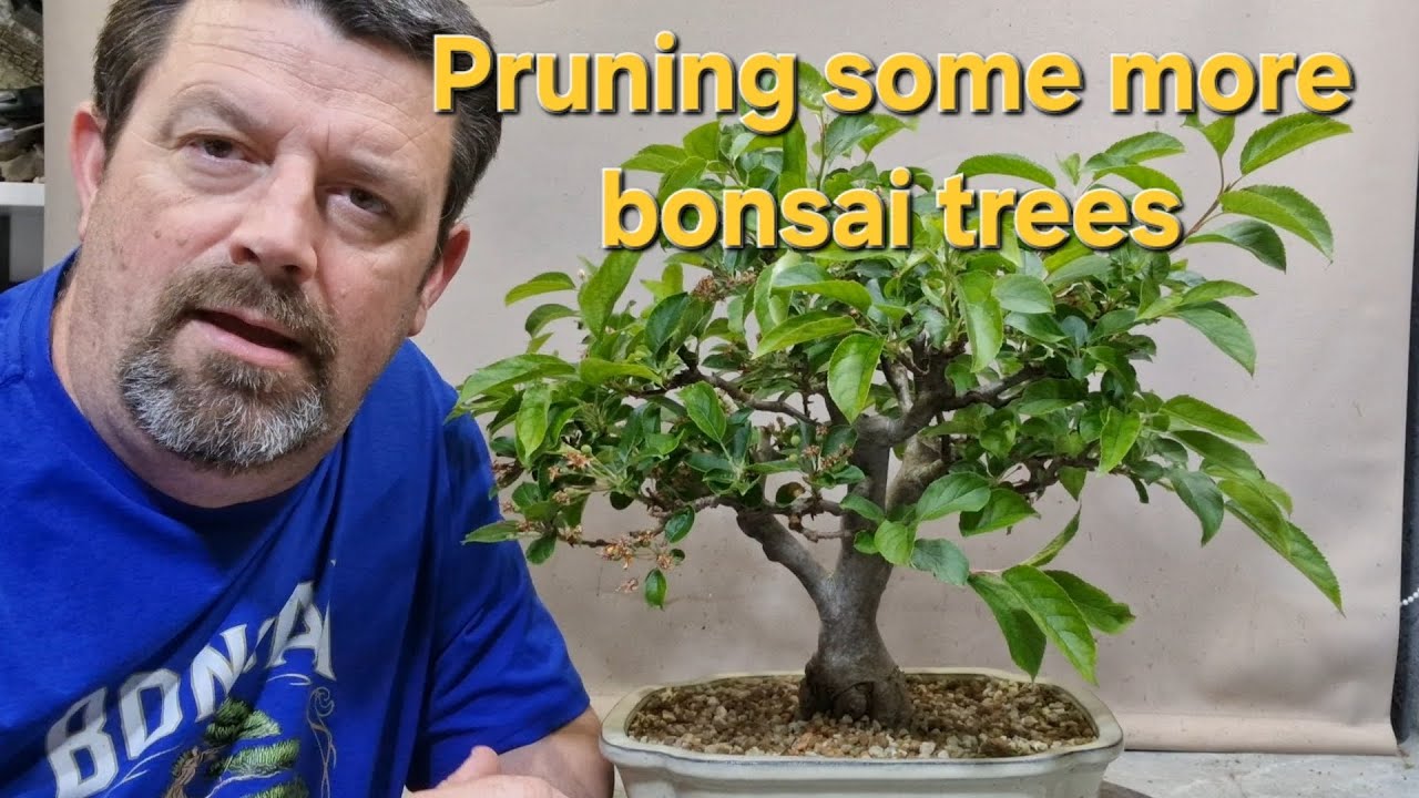 Pruning some  more bonsai trees.
