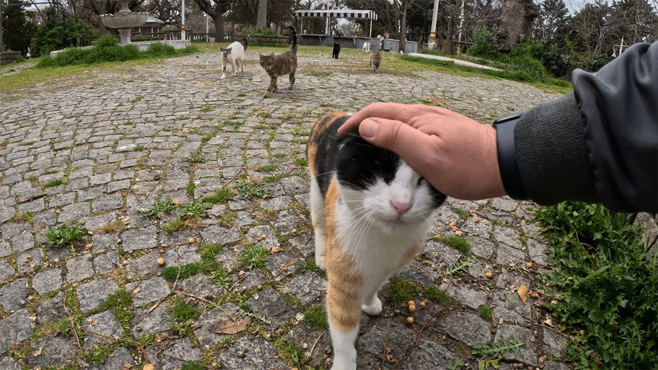 If you sit on this park you'll be greeted friendliest stray cats