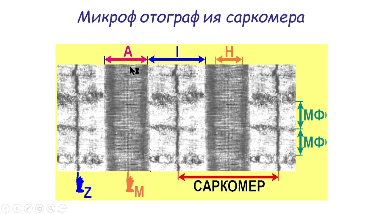 Саркомер