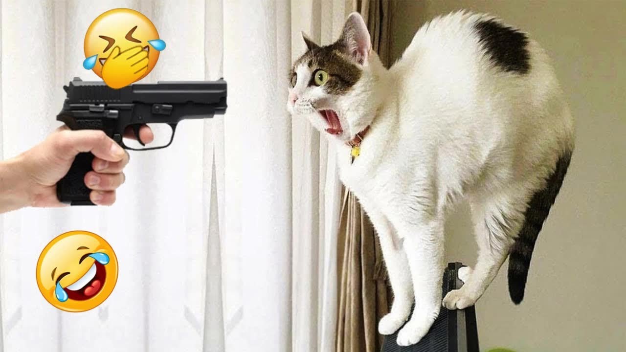 FUNNY CATS are the perfect mood booster 😂 Best FUNNY CAT videos 2024