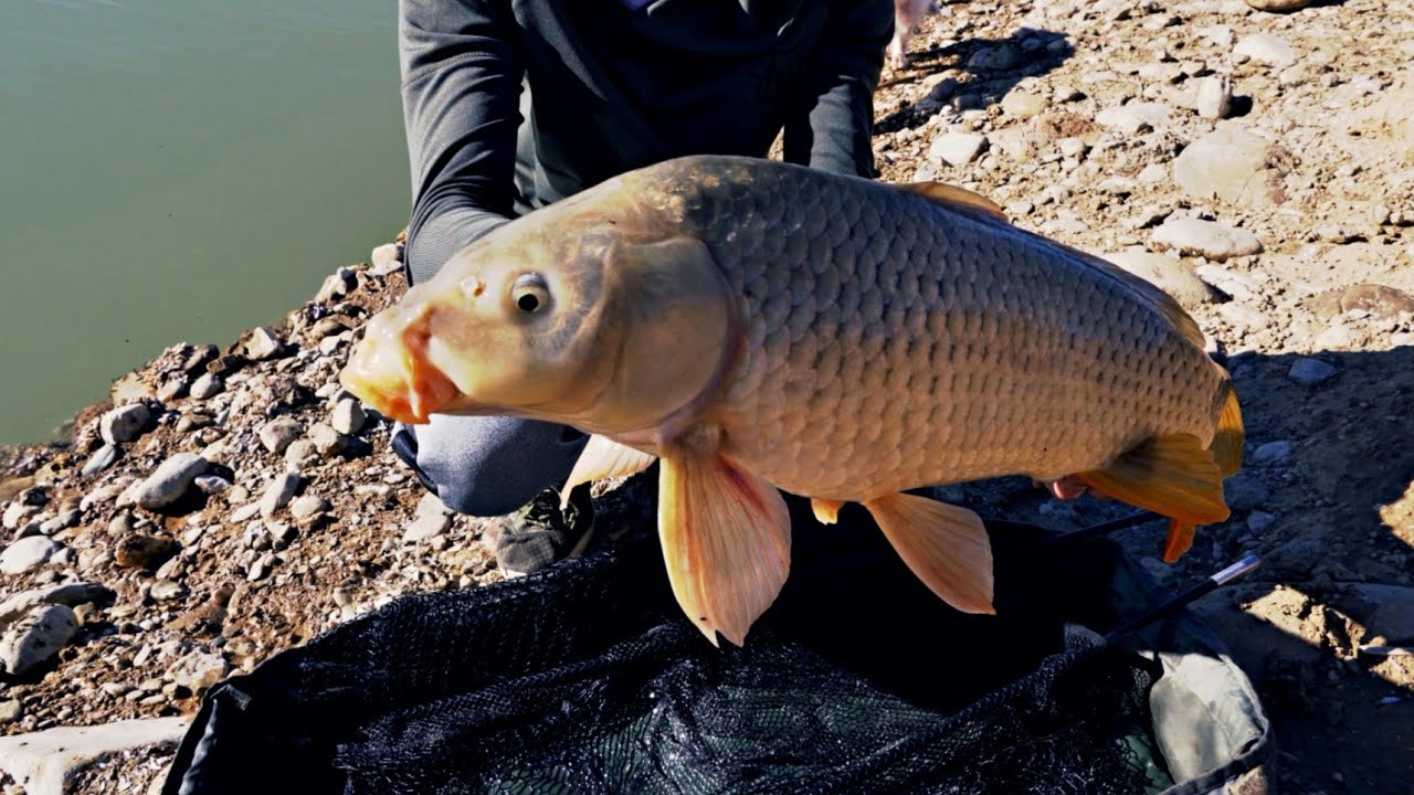 Carpfishing en Andalucía (el chorro) 4k