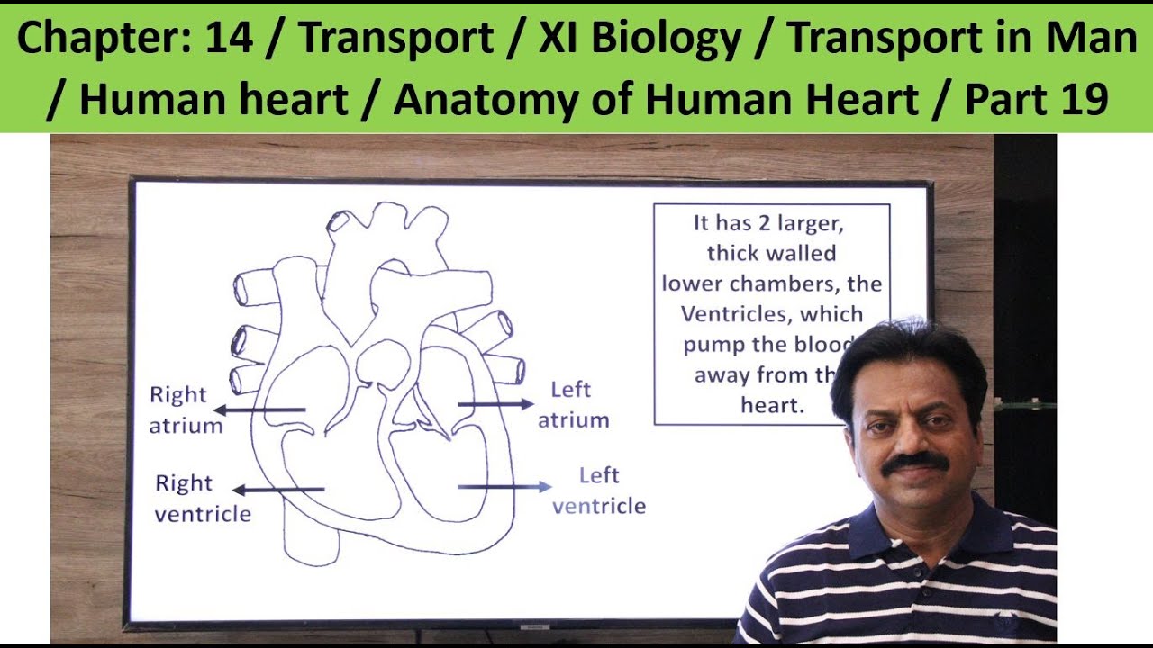 Chapter: 14 / Transport / XI Biology / Human heart  / Anatomy of Human Heart / Part 19