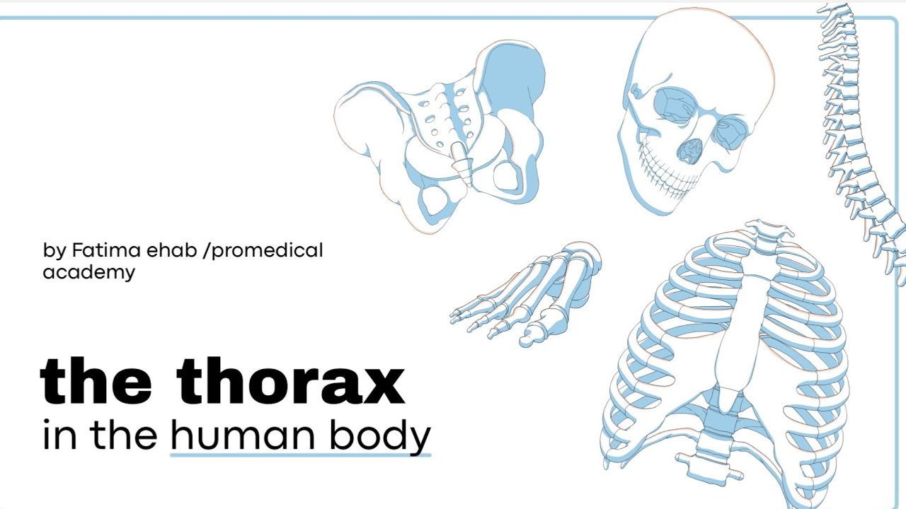 Chapter 1 in thoracic anatomy (arabic)