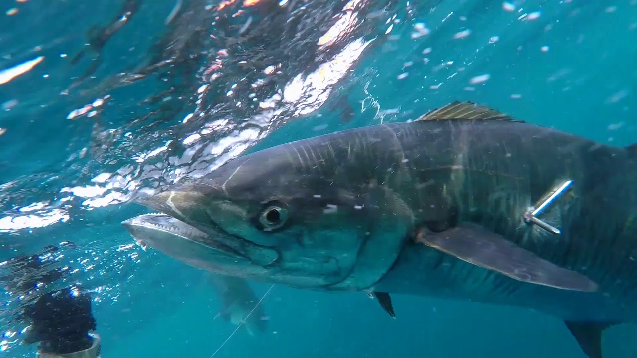 three monster kingfish