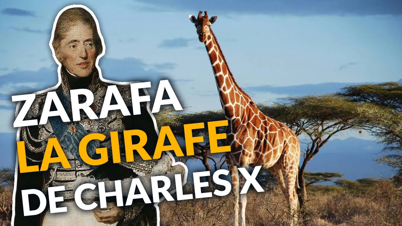 La PREMI&Egrave;RE Girafe de France, Zarafa 🦒