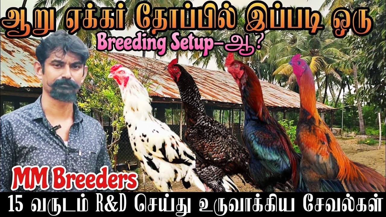 ஆறு ஏக்கர் தோப்பில் தூய பெருவிடை சேவல்கள் உற்பத்தி பண்ணை | Country poultry farming #farm #seval