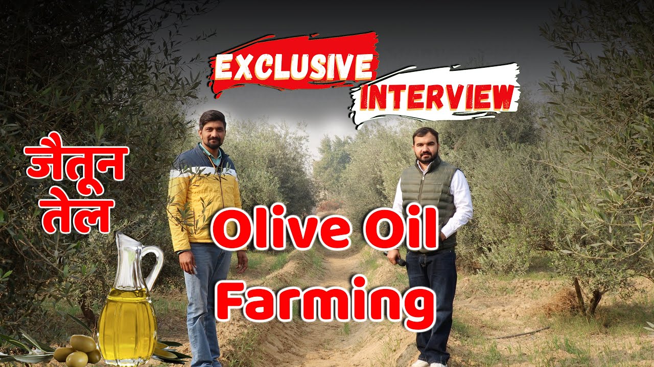 Olive plant farming | Jaitun farming | desert farming | without water farming | Jaitun oil #jaitun