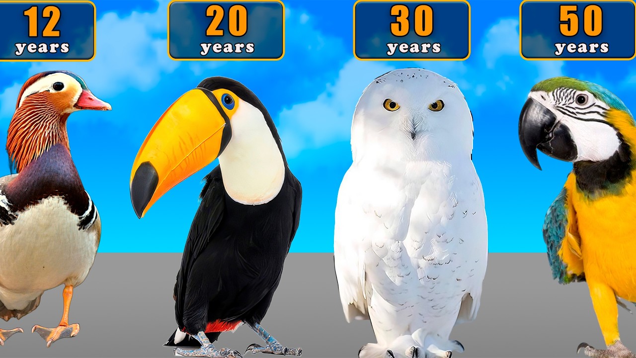 🐤 Продолжительность жизни птиц | Сколько живут птицы?