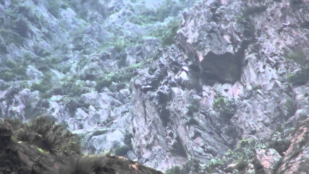 Andean Condor (Vultur gryphus)