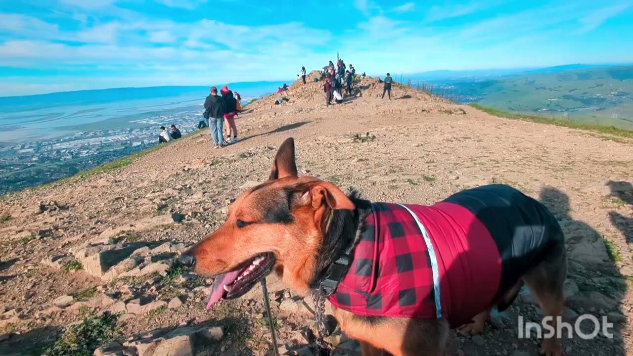 San Francisco Bay Area Mission Peak Hike ( 7 mile round trip  Elevation 2516 ft) 