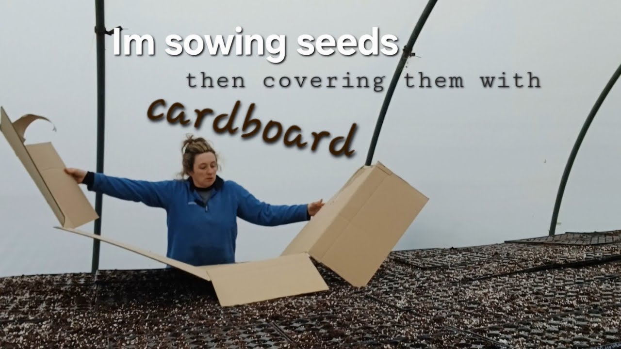 Why I'm sowing seeds and covering them with cardboard !!!