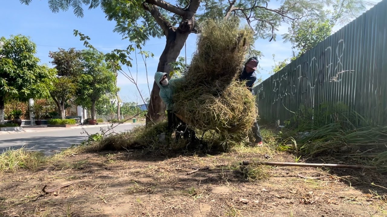 Join Us to Clear Overgrown Sidewalks and Reclaim the Beauty of Our Streets from Weeds and Overgrowth