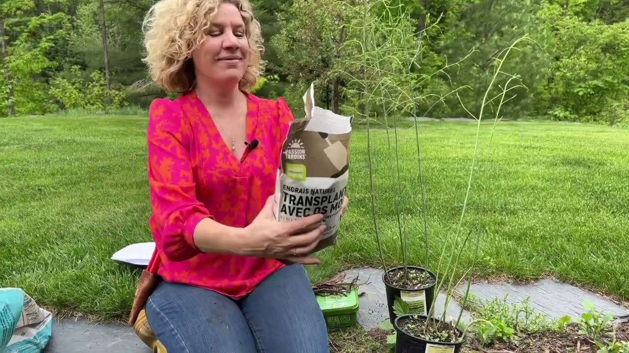 Comment planter des asperges