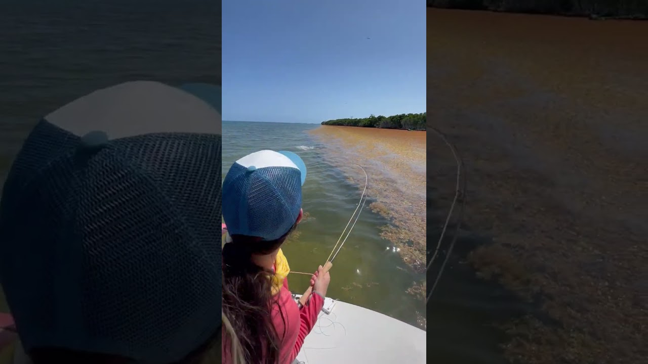 big tarpon on dry fly