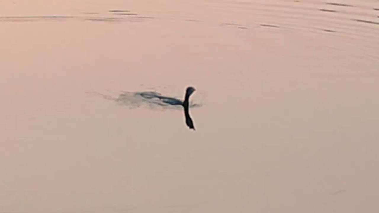 Amazing Cormorant Fishing in the River | Travel With Raju
