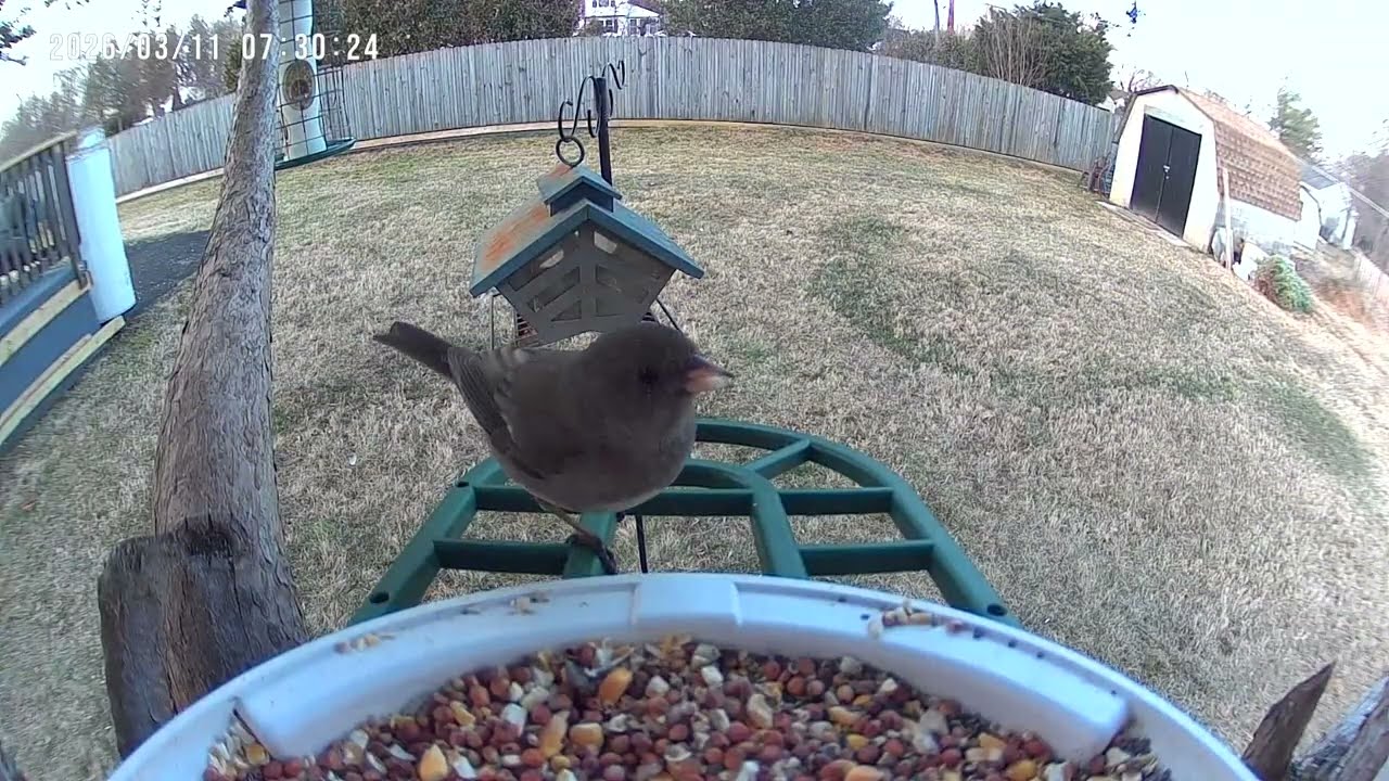 Birds & Squirrels Eat on Bird Feeder Camera 2K #birds #birdsforcatstowatch #birdidentification