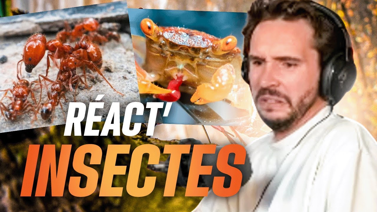 ÇA ME RÉPUGNE...mais c'est intéressant ! (REACT insectes)