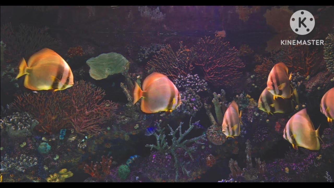 Discover the Amazing Marine Life of This Vibrant Coral Reef Aquarium!