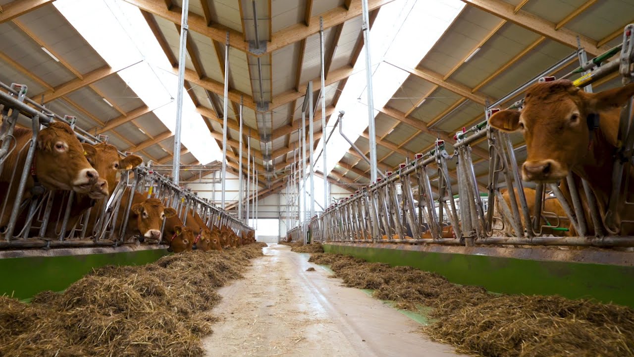 Maak kennis met Cowporation Limousins