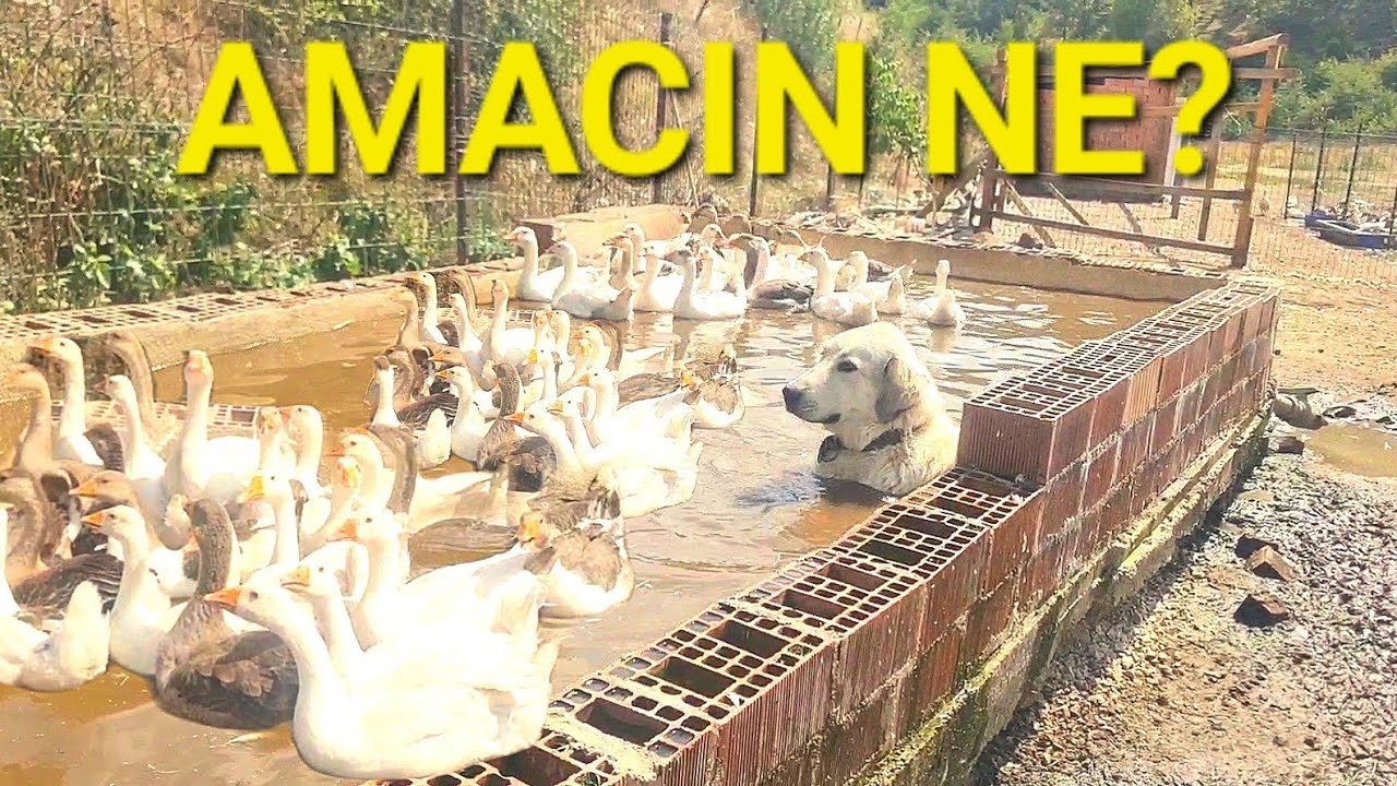 500 Kaz Beslemek Ne kadar Para kazandırır?Çakala,Tilkiye,Sansara Karşı Kaz Tavuk Ördek Nasıl Korunur