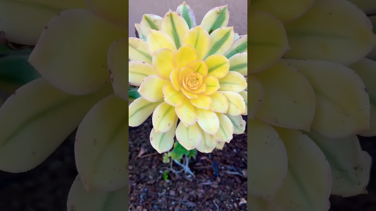 Aeonium Sunbursts are Unique #aeonium #succulent #succulents_only #succulents #sunburst